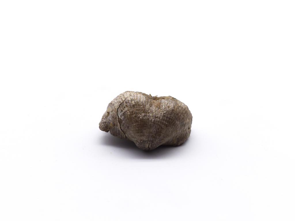 Paléontologie - Productus semireticulatus (détermination d'origine)