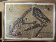 ensemble d'objets de représentation scientifique et pédagogique fossile