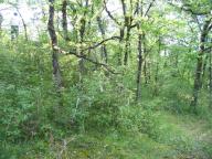 site castral : motte ?