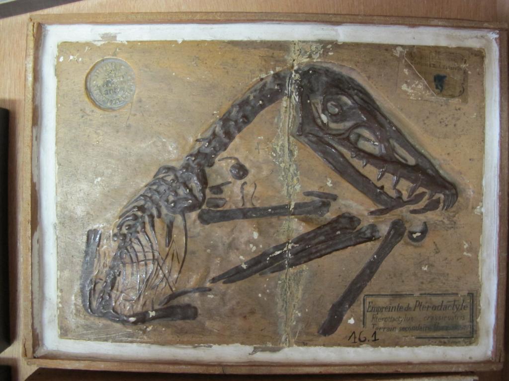 ensemble d'objets de représentation scientifique et pédagogique fossile