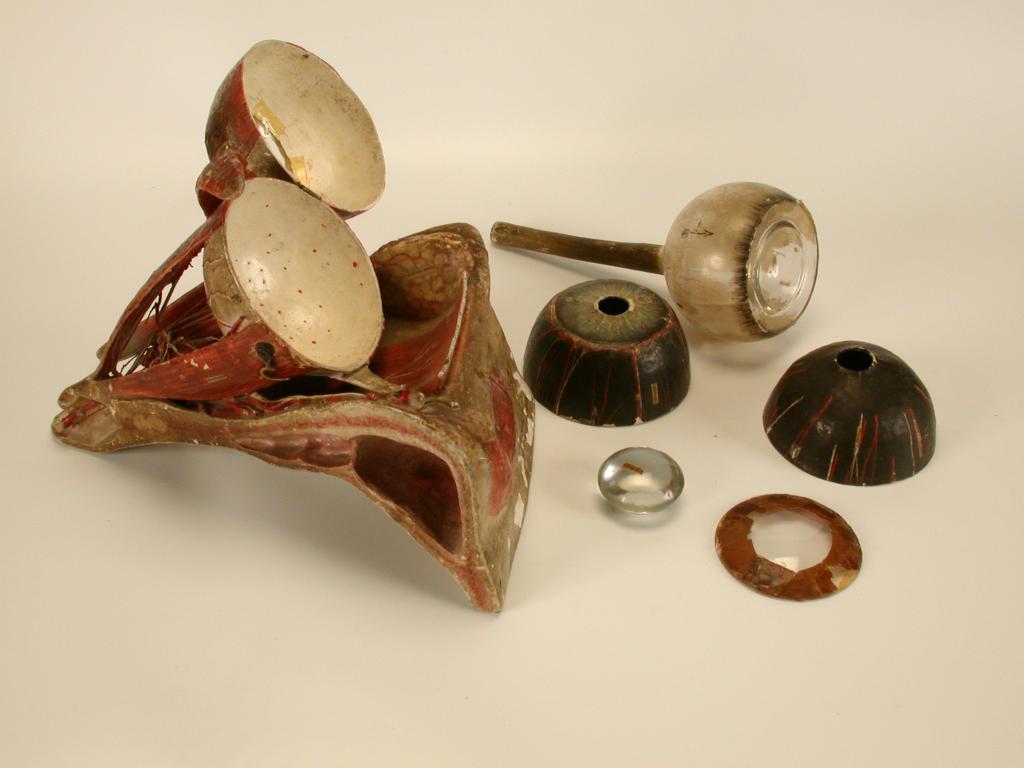maquette anatomique : oeil