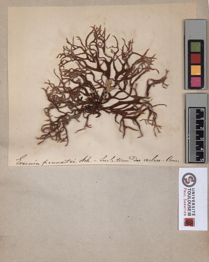 Herbier Chaubard (Lichens)