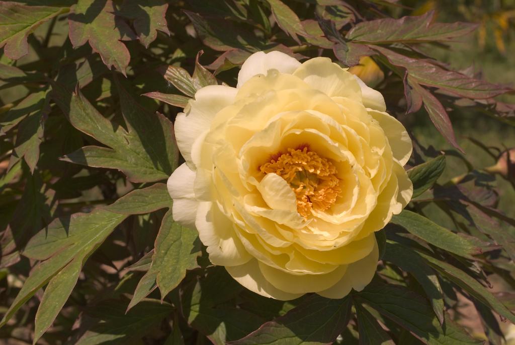 jardin botanique de la Pivoine Bleue