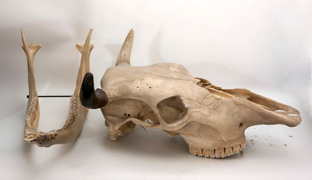 ensemble (20) de la collection de crânes d'animaux