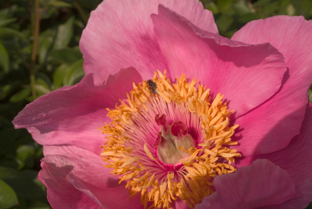 jardin botanique de la Pivoine Bleue