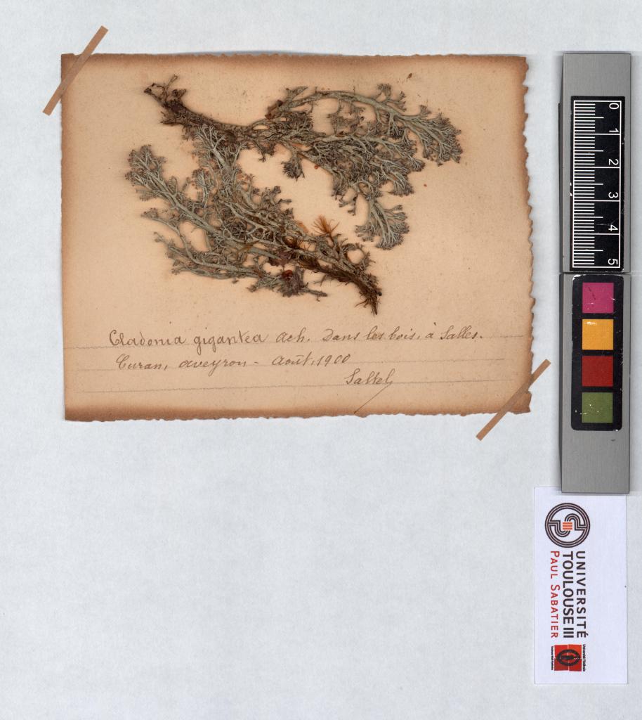 Herbier Saltel