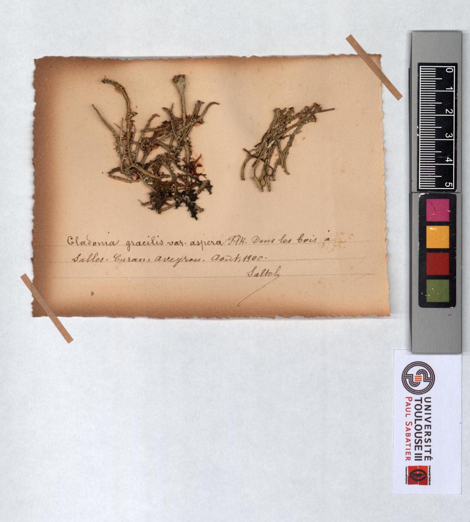 Herbier Saltel