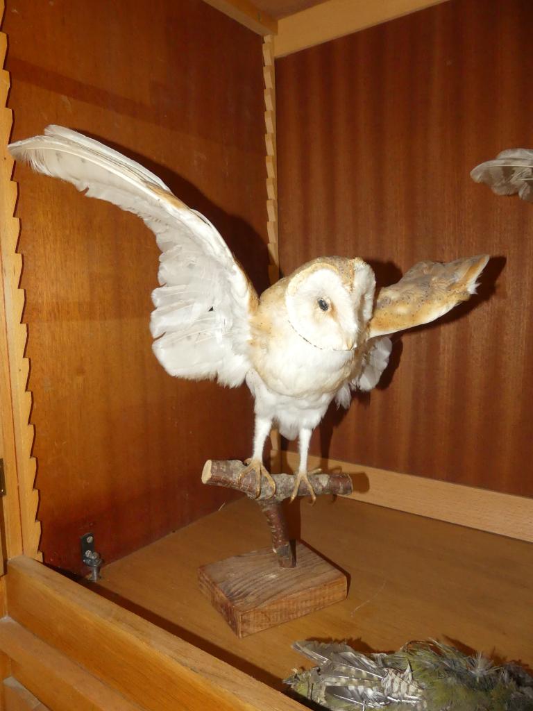 animaux naturalisés (4) : chouettes, rapace et grue cendrée