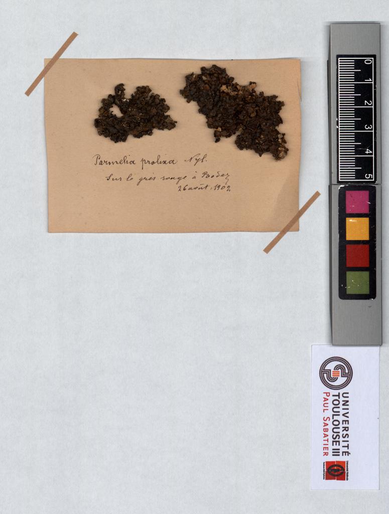 Herbier Saltel
