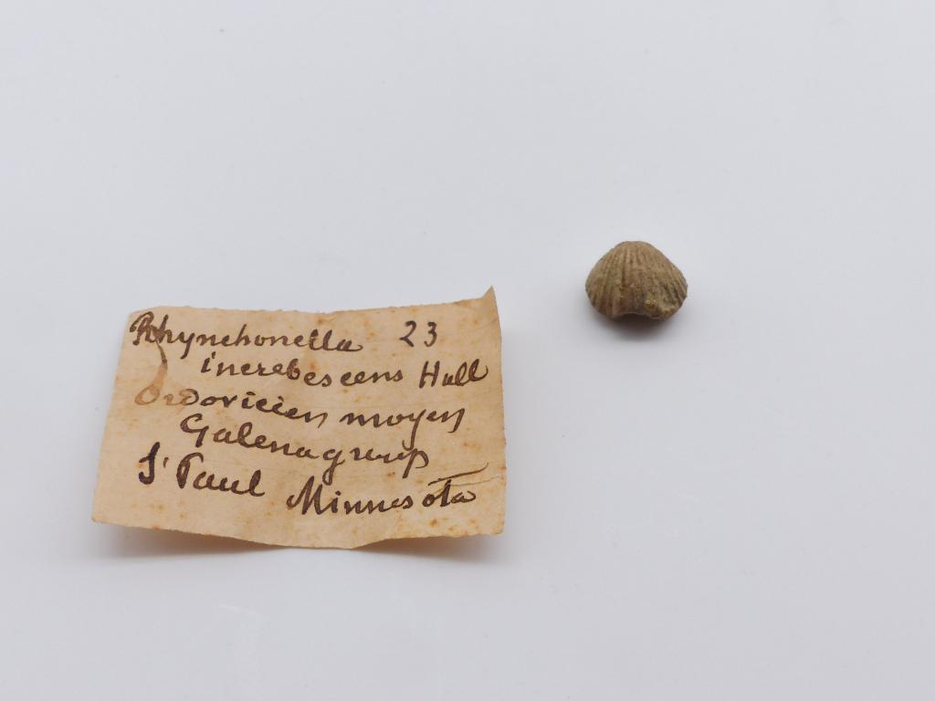 Paléontologie - Rhychonella increbescens (détermination d'origine)