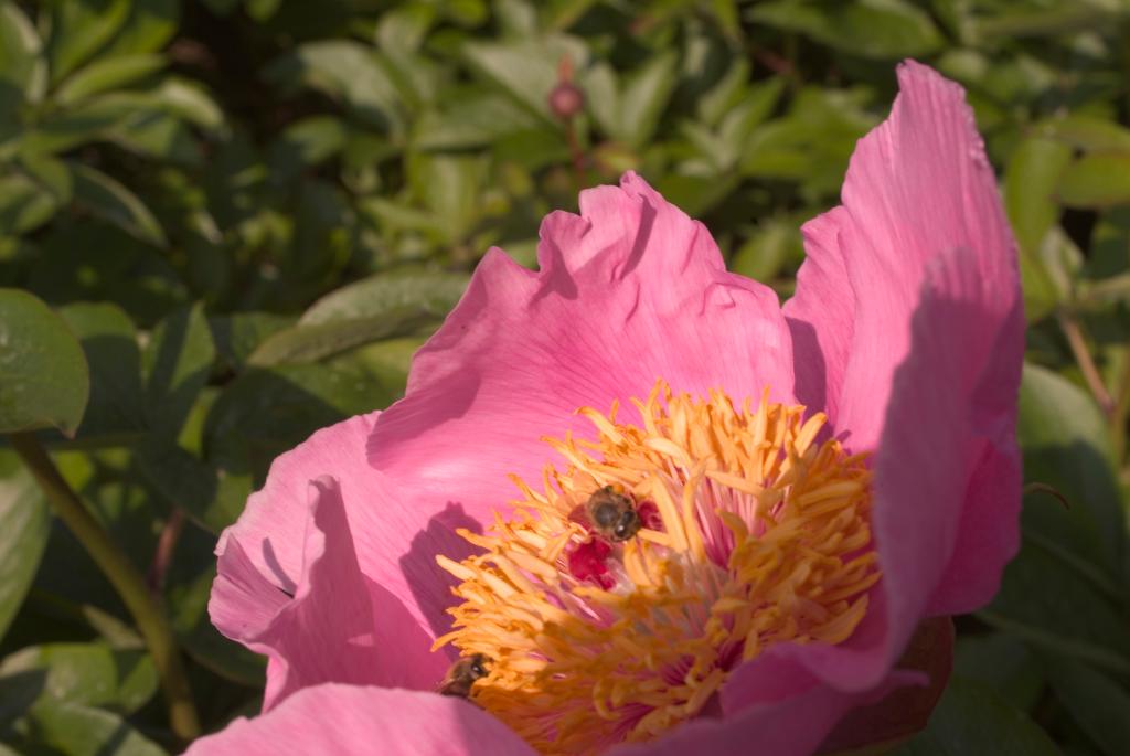 jardin botanique de la Pivoine Bleue