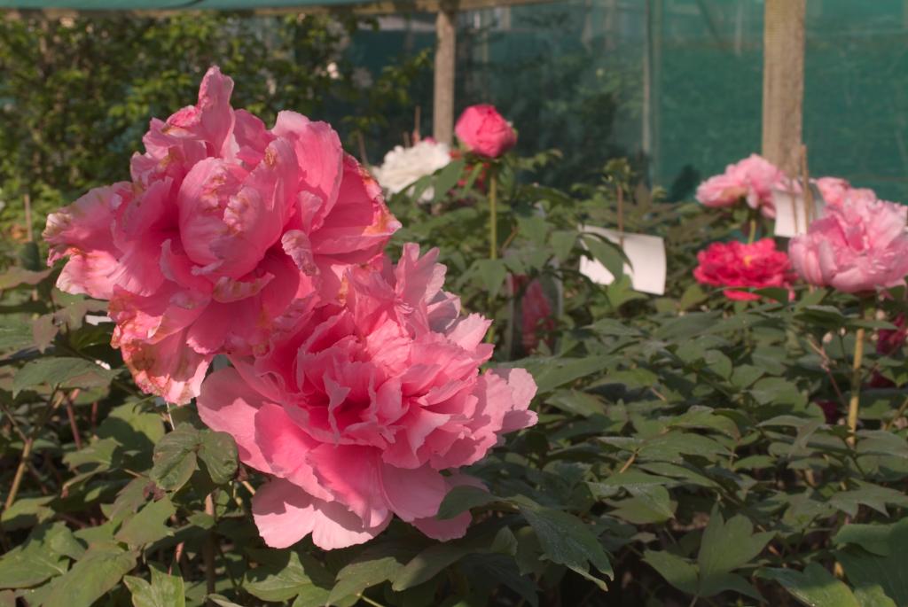 jardin botanique de la Pivoine Bleue