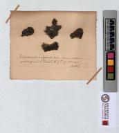 Herbier Saltel : Endocarpon rufescens
