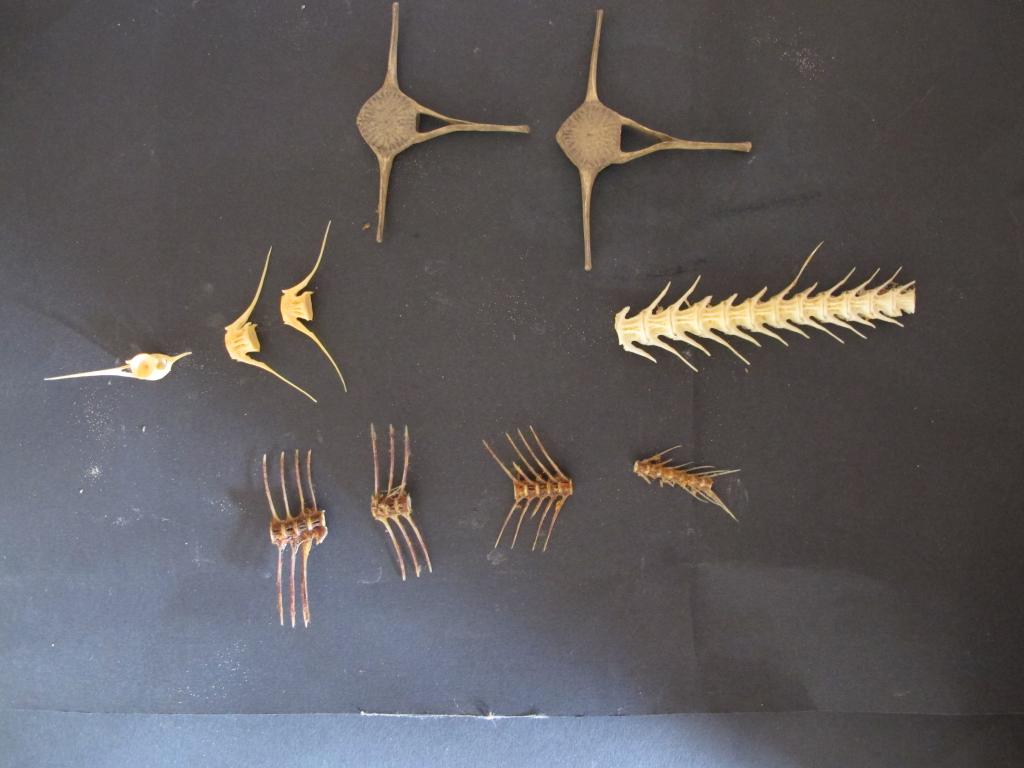 ensemble de la collection de membres d'animaux